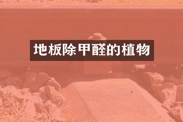 地板除甲醛的植物