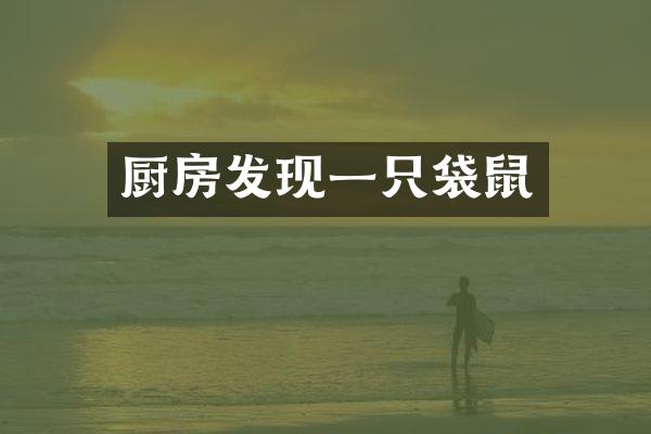 厨房发现一只袋鼠
