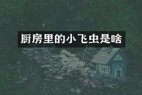 厨房里的小飞虫是啥