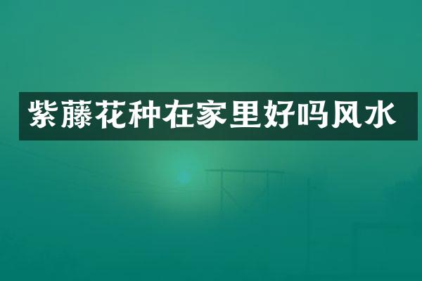 紫藤花种在家里好吗风水