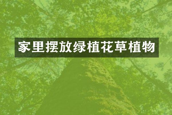 家里摆放绿植花草植物