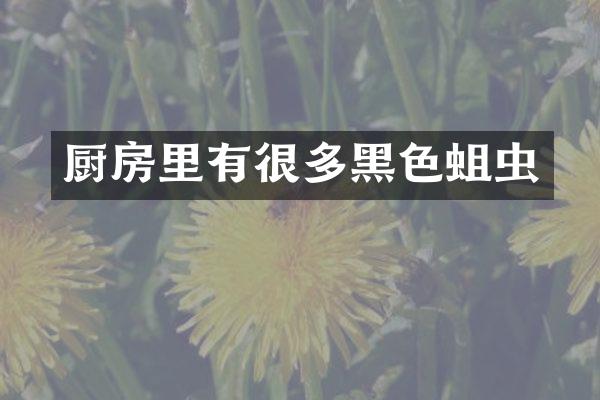 厨房里有很多黑色蛆虫