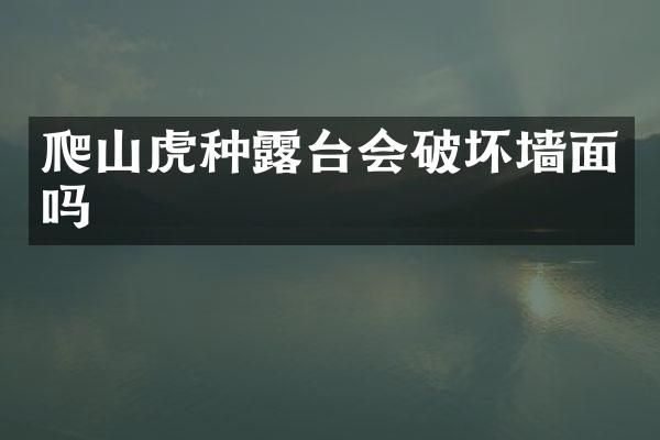 爬山虎种露台会破坏墙面吗