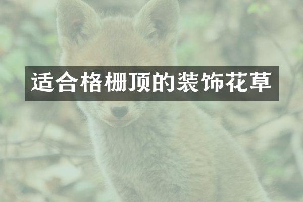 适合格栅顶的装饰花草