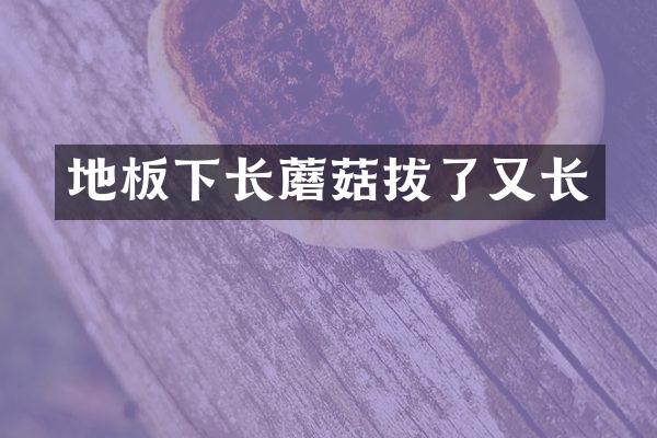 地板下长蘑菇拔了又长