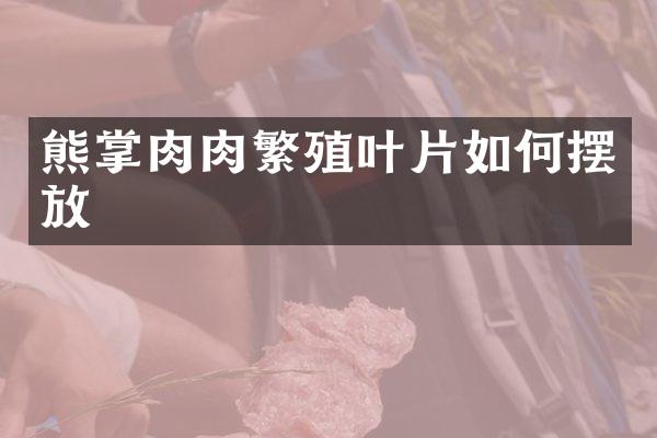 熊掌肉肉繁殖叶片如何摆放