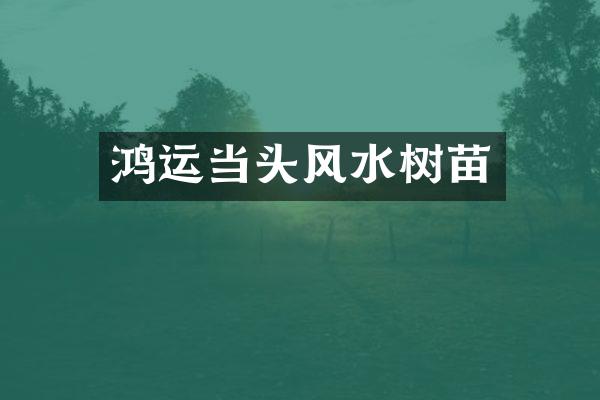 鸿运当头风水树苗