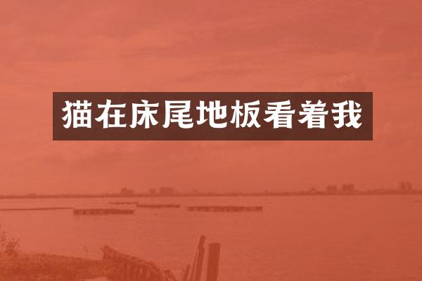 猫在床尾地板看着我
