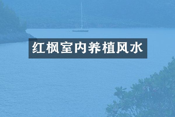 红枫室内养植风水