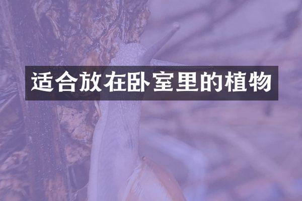 适合放在卧室里的植物
