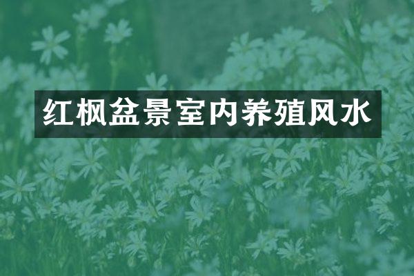 红枫盆景室内养殖风水