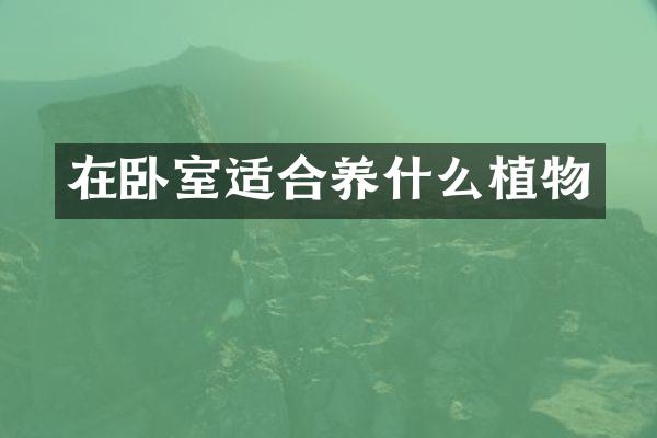 在卧室适合养什么植物