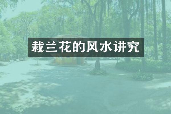 栽兰花的风水讲究