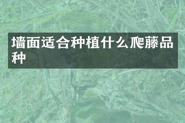 墙面适合种植什么爬藤品种