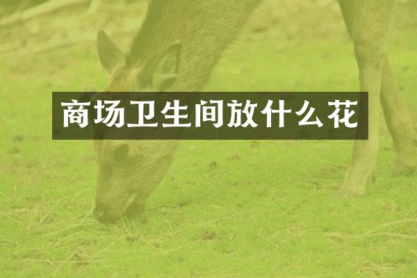 商场卫生间放什么花