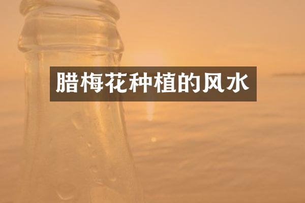 腊梅花种植的风水