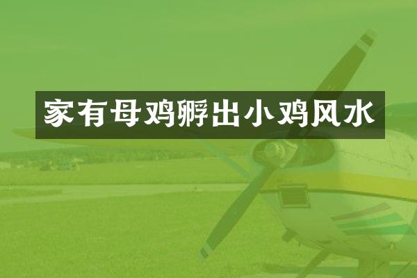 家有母鸡孵出小鸡风水