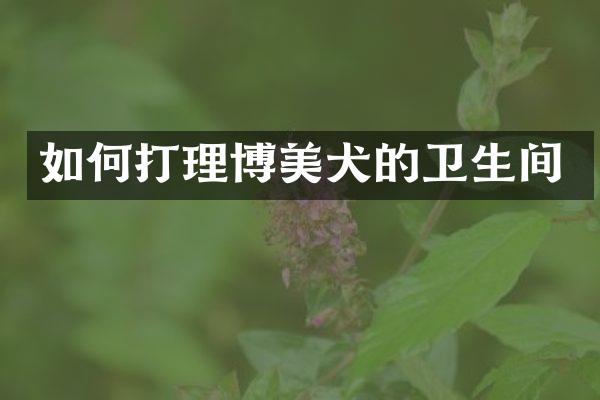 如何打理博美犬的卫生间