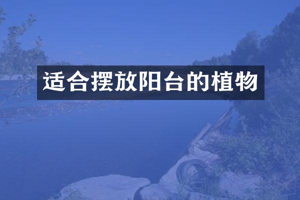 适合摆放阳台的植物