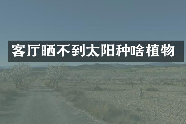 客厅晒不到太阳种啥植物