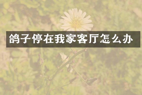 鸽子停在我家客厅怎么办