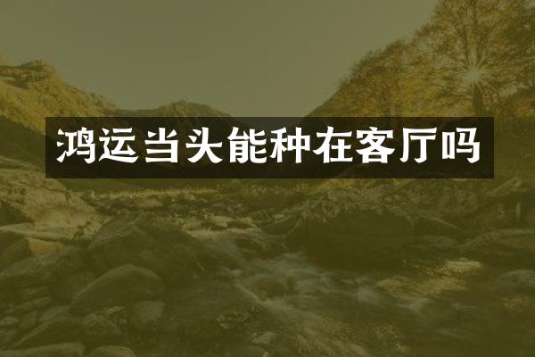 鸿运当头能种在客厅吗