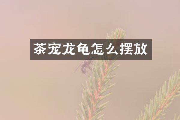 茶宠龙龟怎么摆放