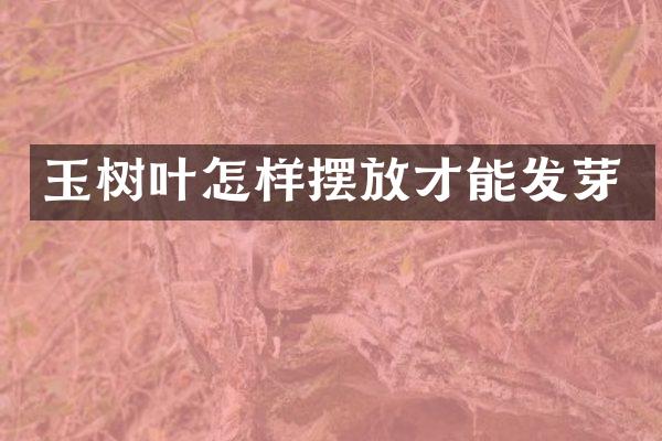 玉树叶怎样摆放才能发芽