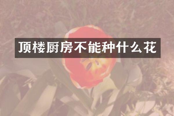 顶楼厨房不能种什么花
