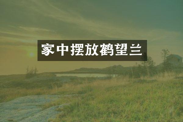 家中摆放鹤望兰