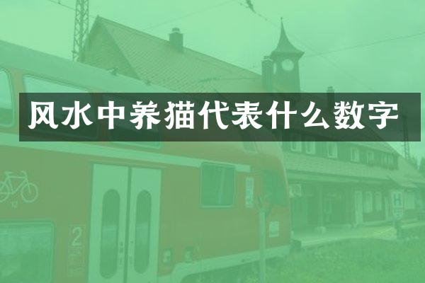 风水中养猫代表什么数字