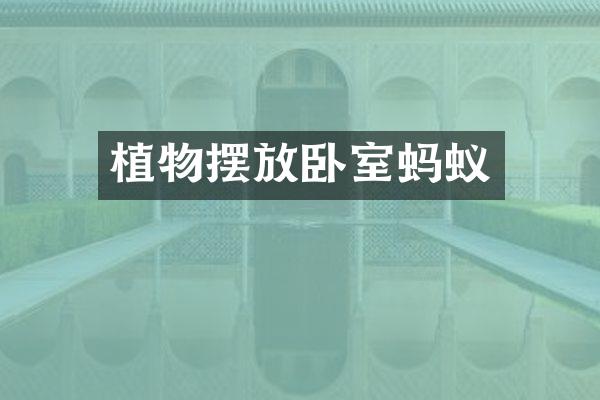 植物摆放卧室蚂蚁
