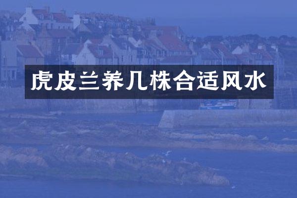 虎皮兰养几株合适风水