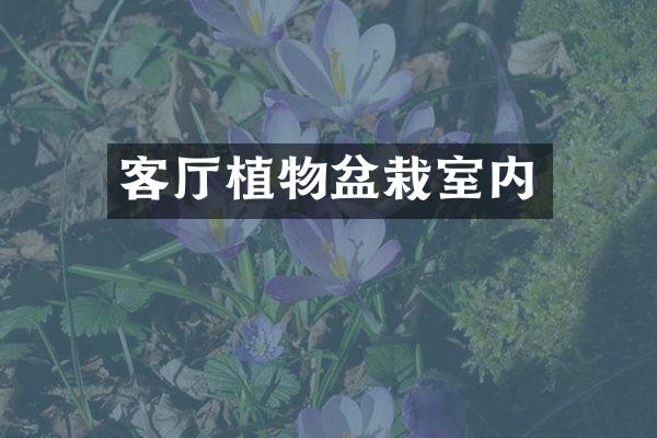 客厅植物盆栽室内