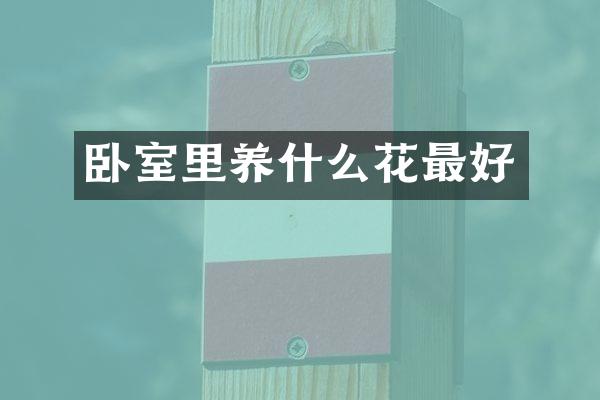 卧室里养什么花最好