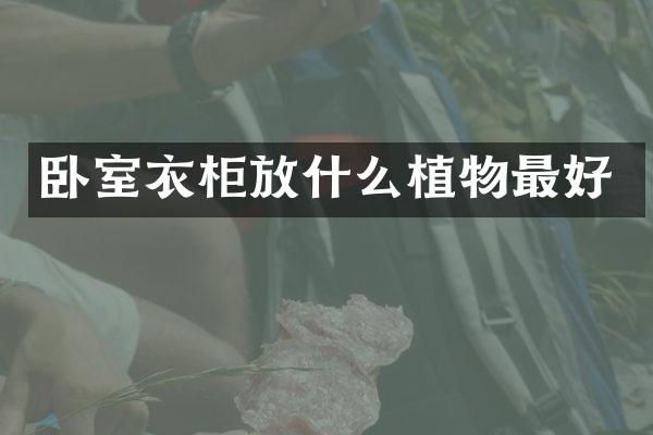 卧室衣柜放什么植物最好