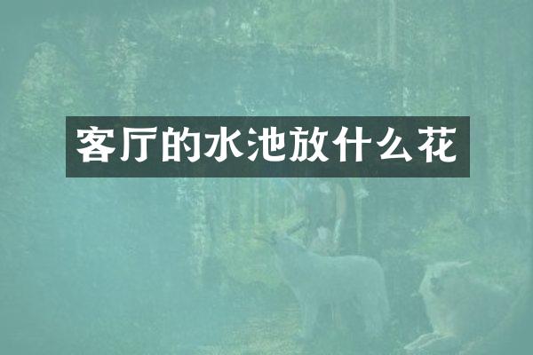 客厅的水池放什么花