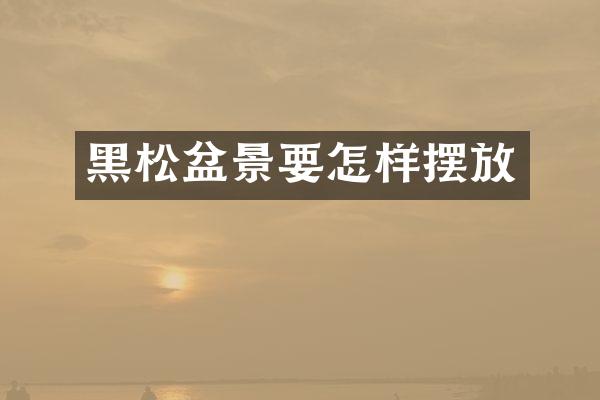 黑松盆景要怎样摆放