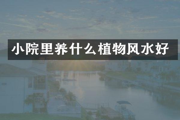 小院里养什么植物风水好