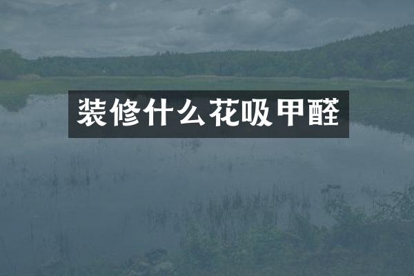 装修什么花吸甲醛