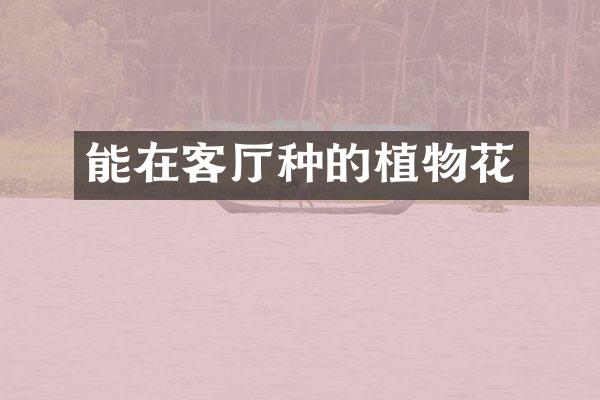 能在客厅种的植物花