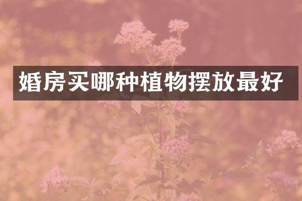 婚房买哪种植物摆放最好