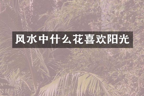 风水中什么花喜欢阳光