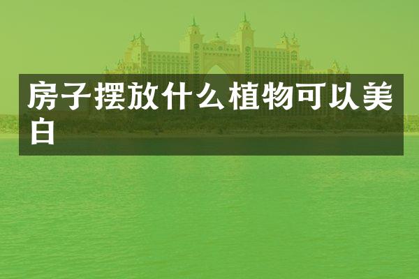 房子摆放什么植物可以美白