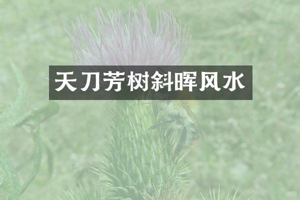 天刀芳树斜晖风水
