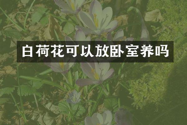 白荷花可以放卧室养吗