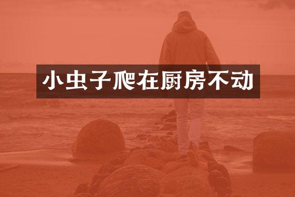 小虫子爬在厨房不动